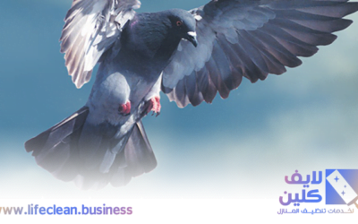 شركة مكافحة حمام بالامارات 0507765798
