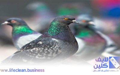 شركة مكافحة الحمام بالنهدة 0507765798
