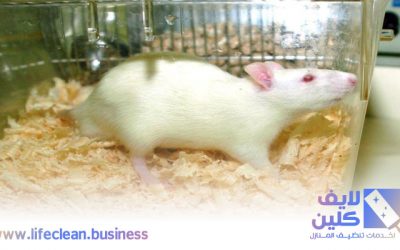 شركة مكافحة الفئران في دبي 0507765798