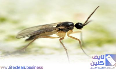 مكافحة الذباب في الشارقة 0507765798