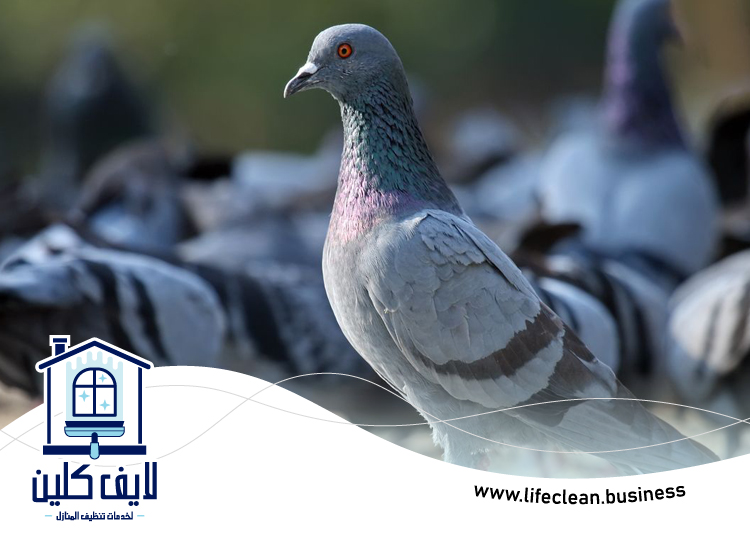 مكافحة الحمام في أبوظبي 2 مكافحة الحمام في أبوظبي