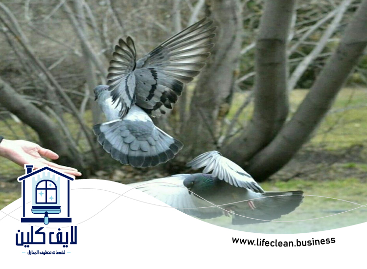 مكافحة الحمام في أبوظبي 3 مكافحة الحمام في أبوظبي