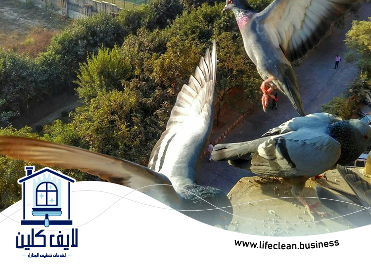 مكافحة الحمام في أبوظبي 4 مكافحة الحمام في أبوظبي