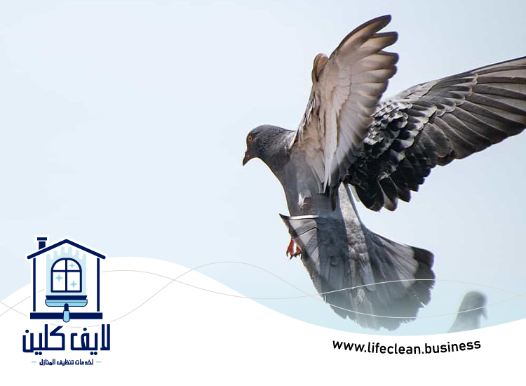 مكافحة الحمام في أبوظبي 5 مكافحة الحمام في أبوظبي
