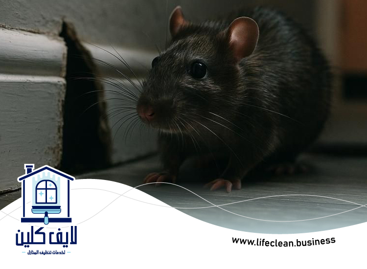 شركة مكافحة الفئران الجميرا 4 شركة مكافحة الفئران الجميرا