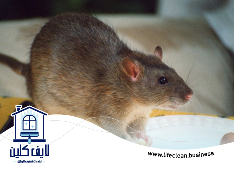 شركة مكافحة الفئران الجميرا 5 شركة مكافحة الفئران الجميرا