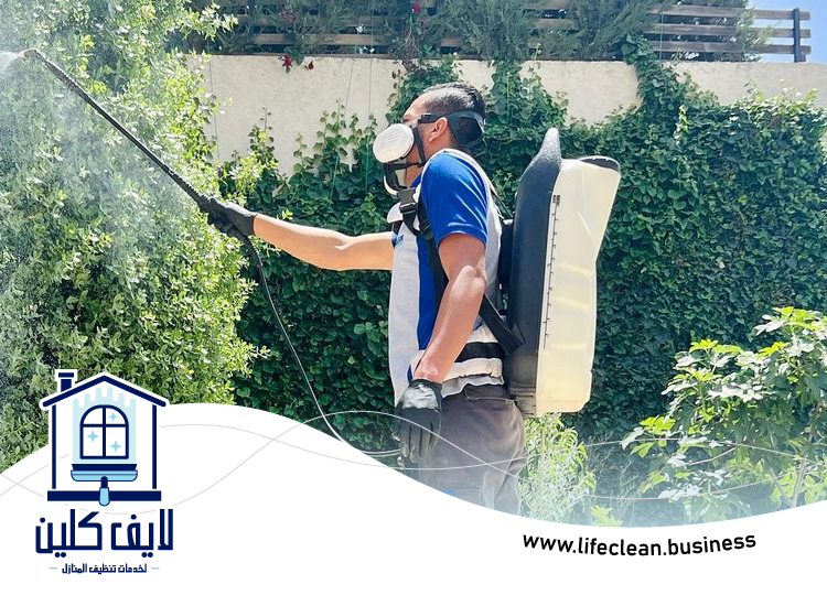 مكافحة حشرات دبي 3 مكافحة حشرات دبي