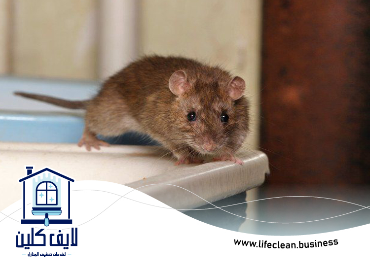 شركة مكافحة الفئران في الشارقة 3 شركة مكافحة الفئران في الشارقة
