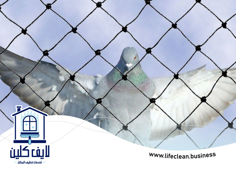 مكافحة الحمام في عجمان 5 مكافحة الحمام في عجمان