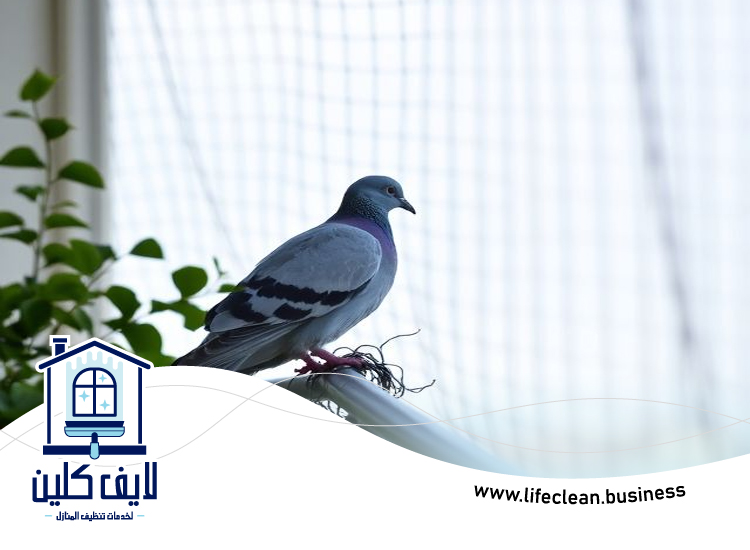 مكافحة الحمام في دبي 5 مكافحة الحمام في دبي