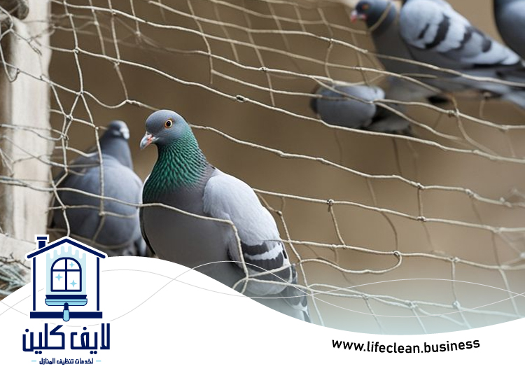 شركة مكافحة الحمام 5 شركة مكافحة الحمام