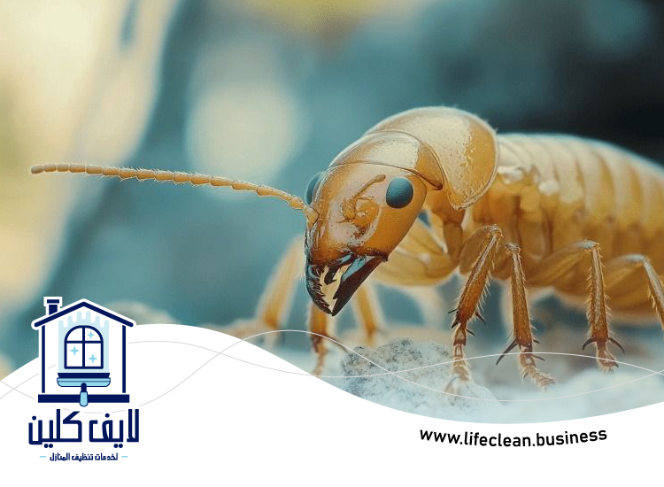 شركة مكافحة الرمة في خورفكان 2 شركة مكافحة الرمة في خورفكان