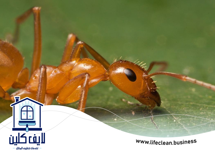 شركة مكافحة الرمة في خورفكان 5 شركة مكافحة الرمة في خورفكان