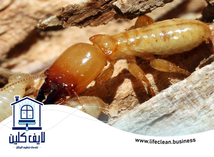 شركة مكافحة الرمة في السهول 3 شركة مكافحة الرمة في السهول