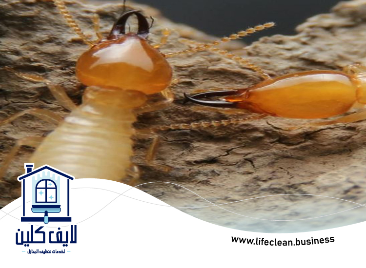 شركة مكافحة الرمة في السطوة 4 شركة مكافحة الرمة في السطوة