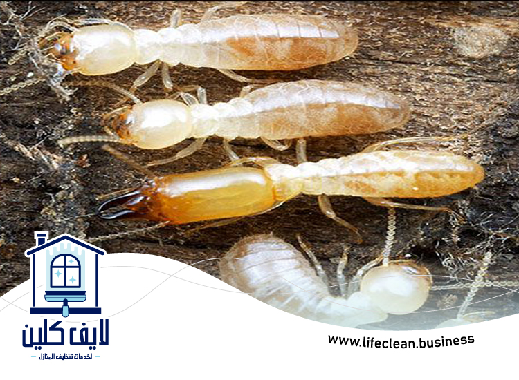 شركة مكافحة الرمة في السطوة 5 شركة مكافحة الرمة في السطوة