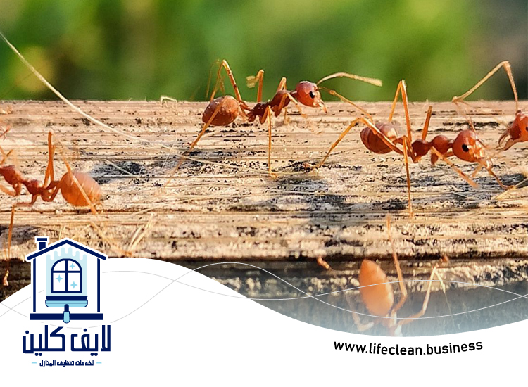 شركة مكافحة الرمة في الروضة 3 شركة مكافحة الرمة في الروضة