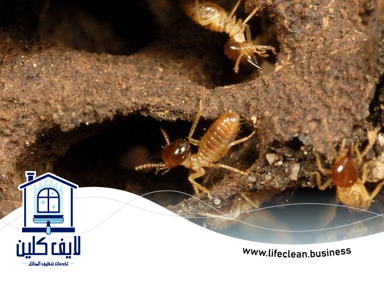 شركة مكافحة الرمة في الروضة 4 شركة مكافحة الرمة في الروضة