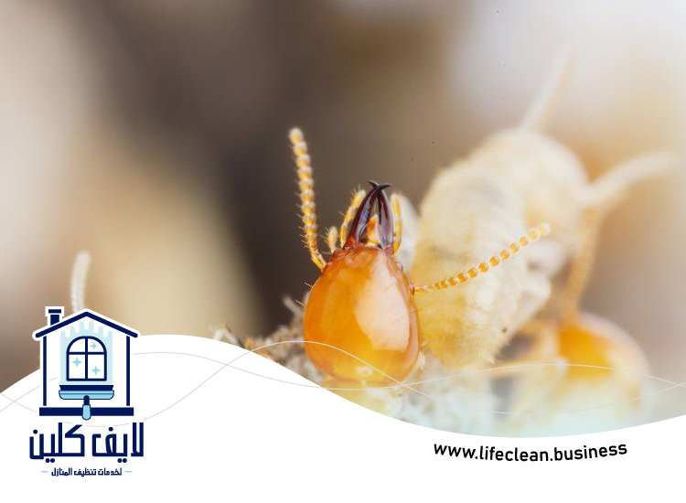 شركة مكافحة الرمة في الراشدية 3 شركة مكافحة الرمة في الراشدية