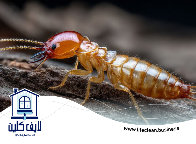 شركة مكافحة الرمة في الراشدية 4 شركة مكافحة الرمة في الراشدية