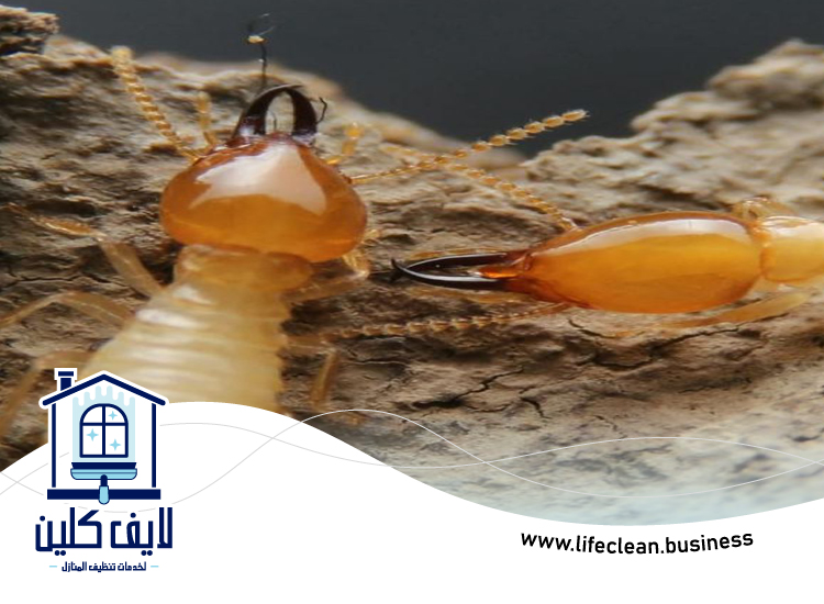 شركة مكافحة الرمة في الخوانيج 3 شركة مكافحة الرمة في الخوانيج