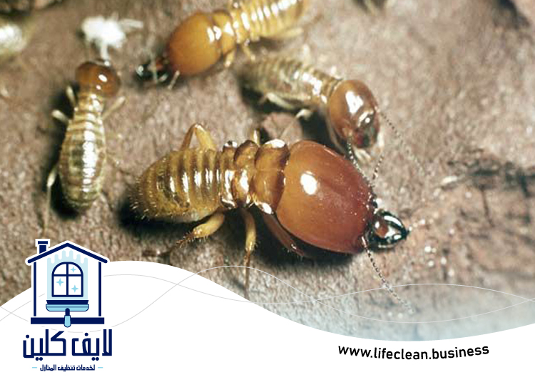 شركة مكافحة الرمة في الجافلية 5 شركة مكافحة الرمة في الجافلية