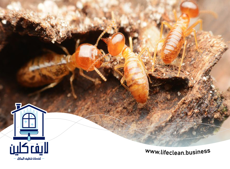 شركة مكافحة الرمة في الجافلية 4 شركة مكافحة الرمة في الجافلية