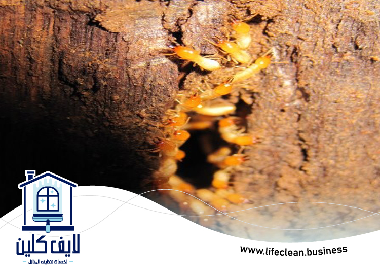 شركة مكافحة الرمة في البرشاء 5 شركة مكافحة الرمة في البرشاء