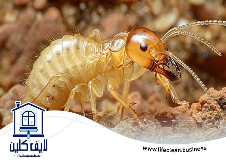 شركة مكافحة الرمة في الصفوح