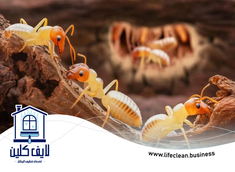 شركة مكافحة الرمة في ريم 3 شركة مكافحة الرمة في ريم