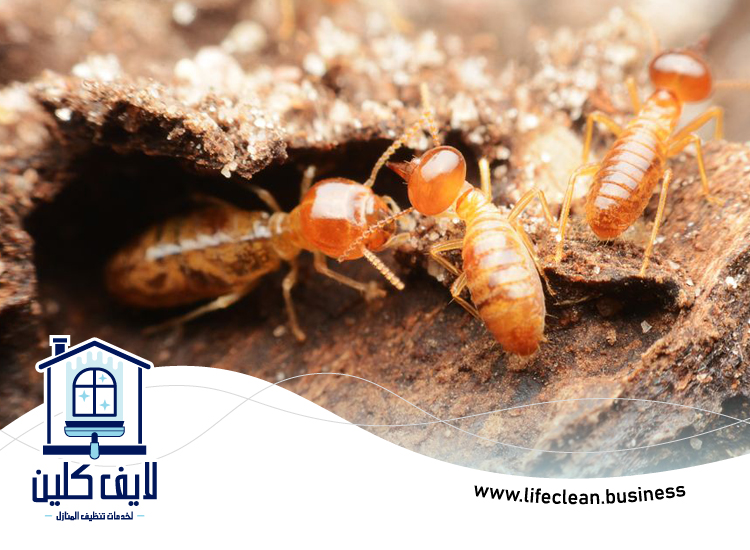 شركة مكافحة الرمة في ميرا 5 شركة مكافحة الرمة في ميرا