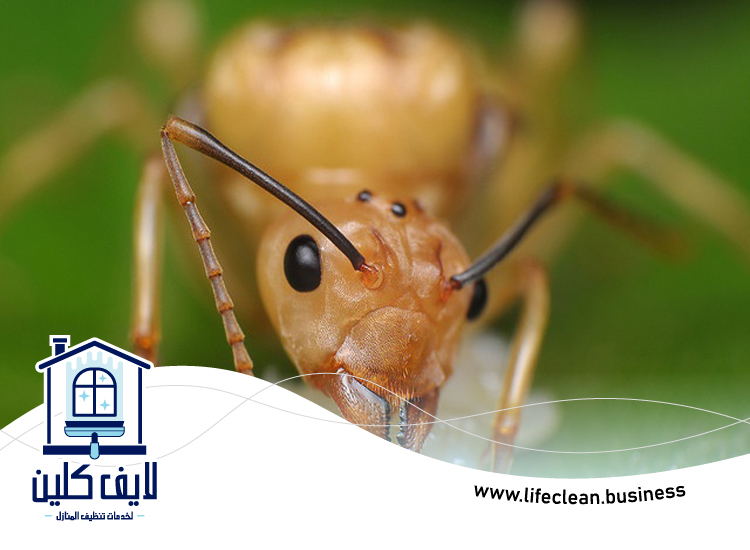 شركة مكافحة الرمة في ميناء سعيد 2 شركة مكافحة الرمة في ميناء سعيد