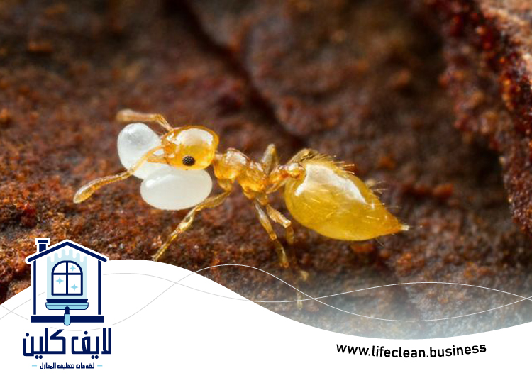 شركة مكافحة الرمة في قرية المنارة 5 شركة مكافحة الرمة في قرية المنارة