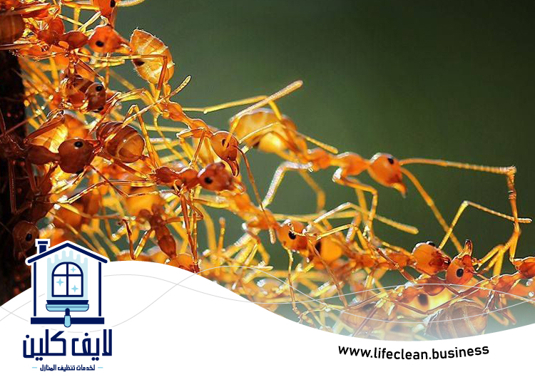 شركة مكافحة الرمة في قرية المنارة 4 شركة مكافحة الرمة في قرية المنارة