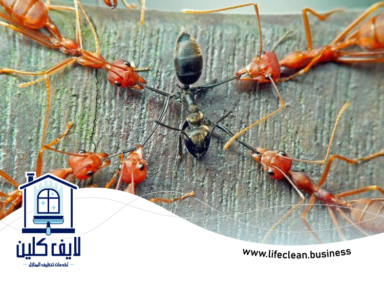 شركة مكافحة الرمة في قرية المنارة 3 شركة مكافحة الرمة في قرية المنارة