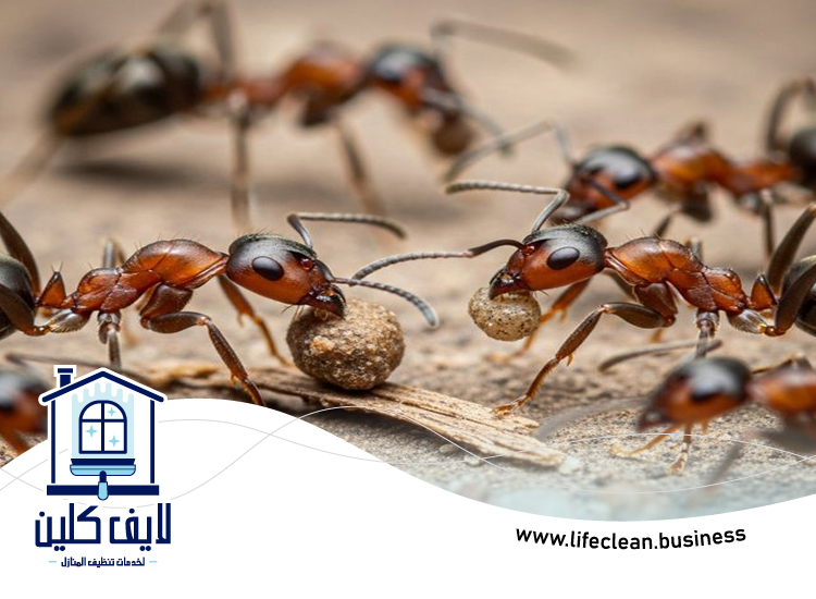 شركة مكافحة الرمة في قرية المنارة 2 شركة مكافحة الرمة في قرية المنارة