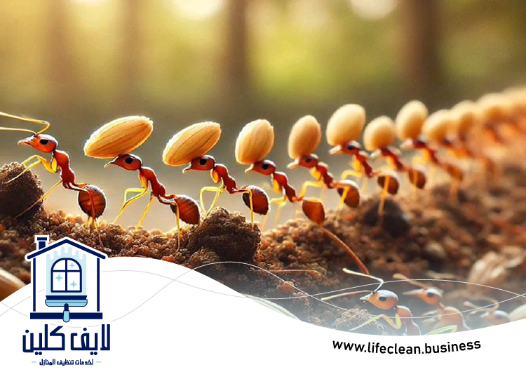 شركة مكافحة الرمة في لاند 4 شركة مكافحة الرمة في لاند