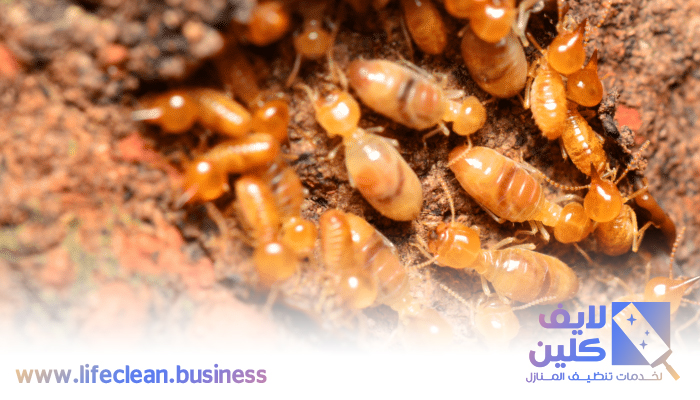 شركة مكافحة الرمة في مدينة بدر 4 شركة مكافحة الرمة في مدينة بدر