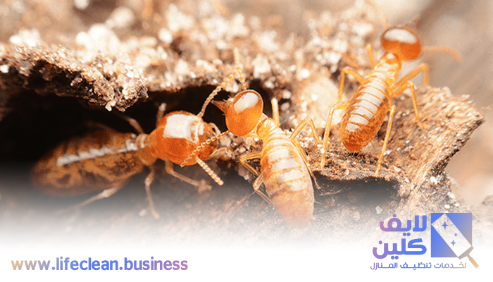  شركة مكافحة الرمة في الخوانيج