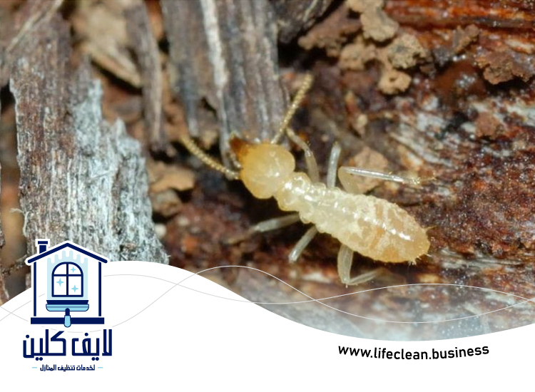 شركة مكافحة الرمة في أم هرير 4 شركة مكافحة الرمة في أم هرير