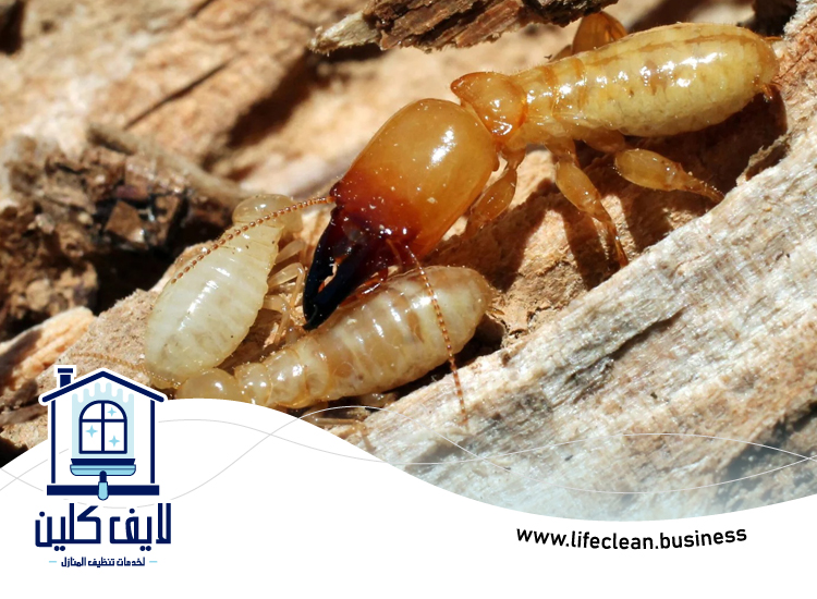 شركة مكافحة الرمة في الحمرية 2 شركة مكافحة الرمة في