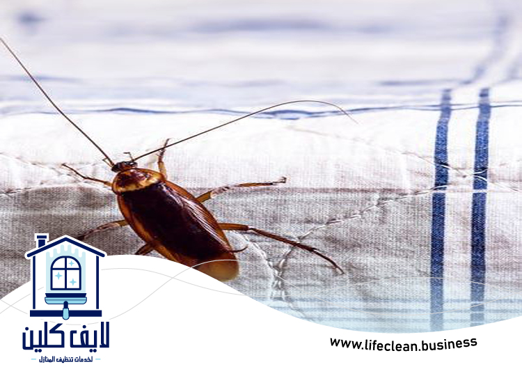 شركة مكافحة الصراصير في عجمان 4 شركة مكافحة الصراصير في عجمان