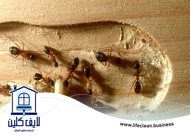 شركة مكافحة الرمة في حبحب 4 شركة مكافحة الرمة في حبحب