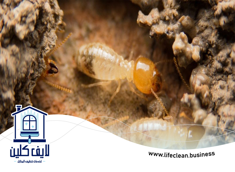 شركة مكافحة الرمة في ند الحمر 5 شركة مكافحة الرمة في ند الحمر