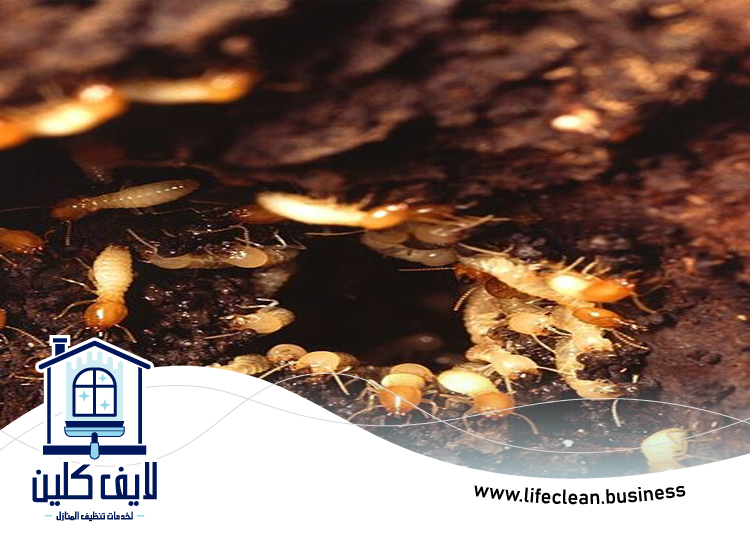 شركة مكافحة الرمة في ند الحمر 3 شركة مكافحة الرمة في ند الحمر