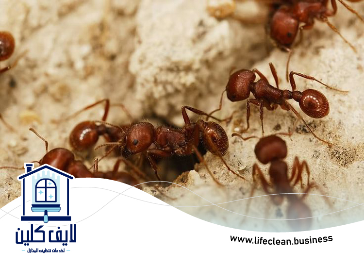 شركة مكافحة الرمة في ند الحمر 2 شركة مكافحة الرمة