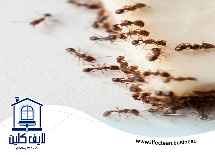 شركة مكافحة الرمة