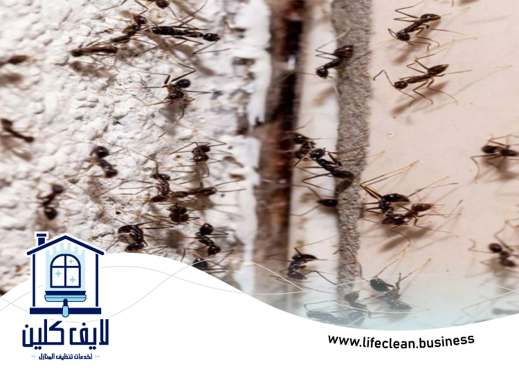 شركة مكافحة الرمة في قراط 5 شركة مكافحة الرمة في قراط