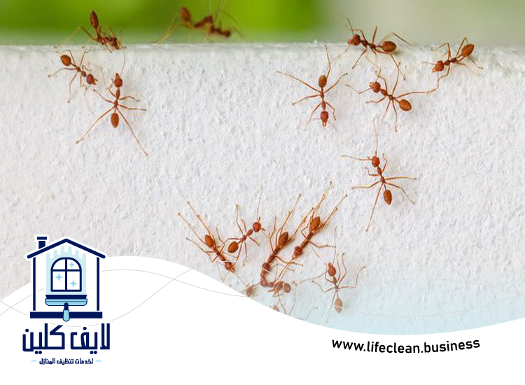 شركة مكافحة الرمة في ند الحمر 4 شركة مكافحة الرمة في ند الحمر