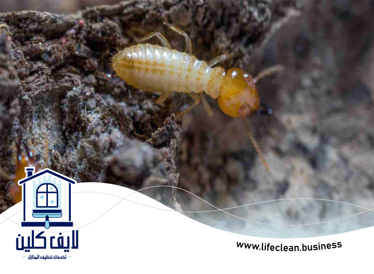 شركة مكافحة الرمة في القوز 5 شركة مكافحة الرمة في القوز